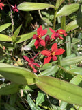 Red Mini Orchid Òred crucifix orchidÓ 4 cuttings 6Ó long Orchids