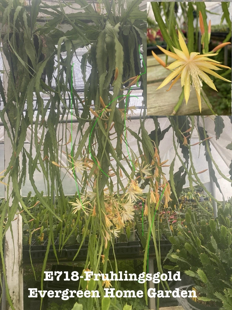 Orchid cactus plant in 4 in starter pot with pale yellow star-shaped blooms