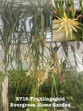 Rooted Epiphyllum Orchid Cactus ÒFruhlingsgoldÓ Growing In 4Ó Starter Pot. Orchids