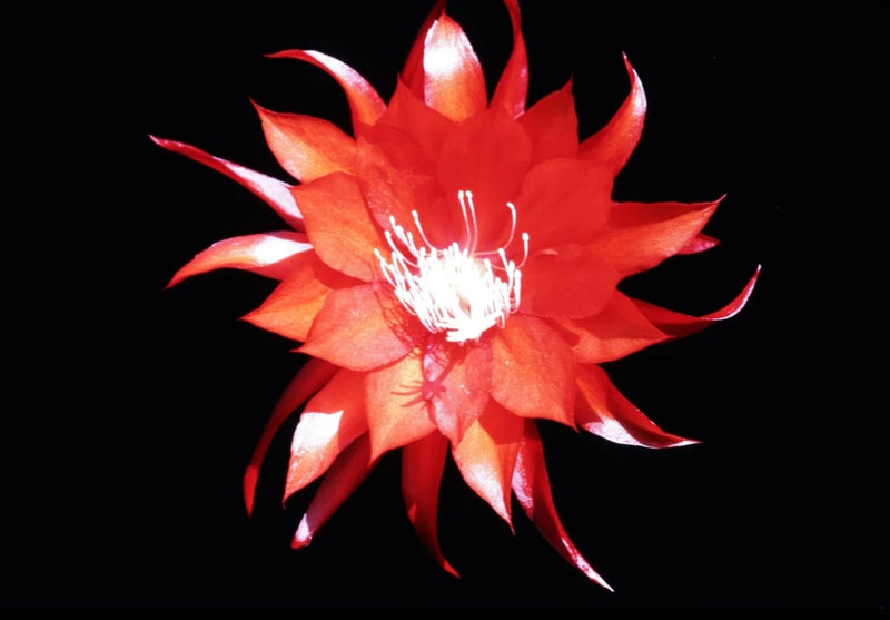 Red-orange orchid cactus flower with spiky petals and white stamen center