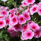 Brilliant Phlox Seeds | Heirloom / Non-GMO | Free Shipping | Flower Seeds | 1238 Flowering Plants