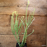 D4501 EUPHORBIA SCHIMPERI pot12-H52-W25 cm MaMa Cactus Green Plant