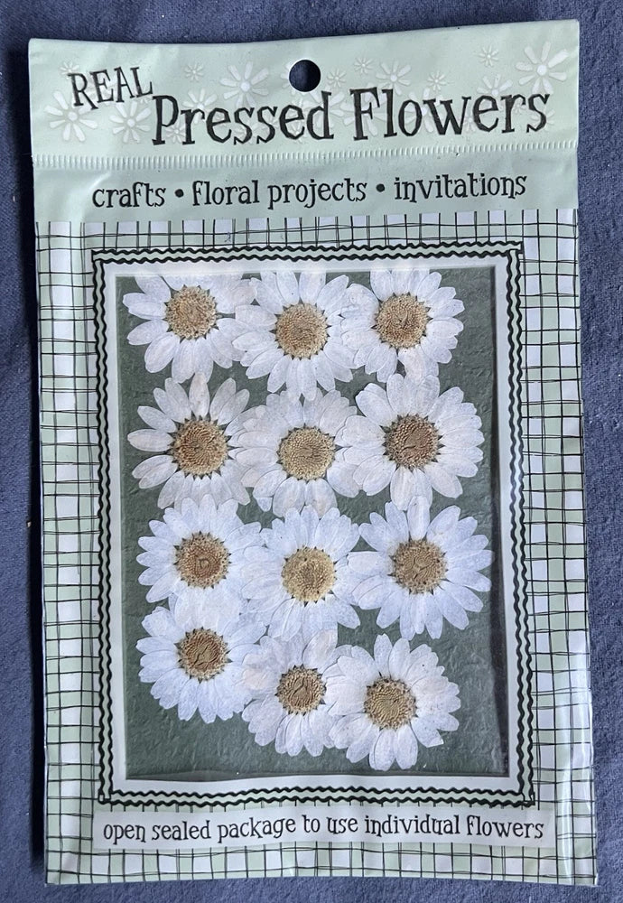 Pack of pressed white daisy flowers for crafts and invitations