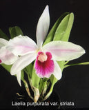 Orchid live Laelia purpurata var. striata - bare root Orchids