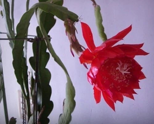 Red orchid cactus (Epiphyllum) fresh cutting with a large blooming flower