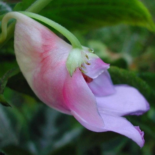 Impatiens flower with pink-tinged petals and a small yellow spur