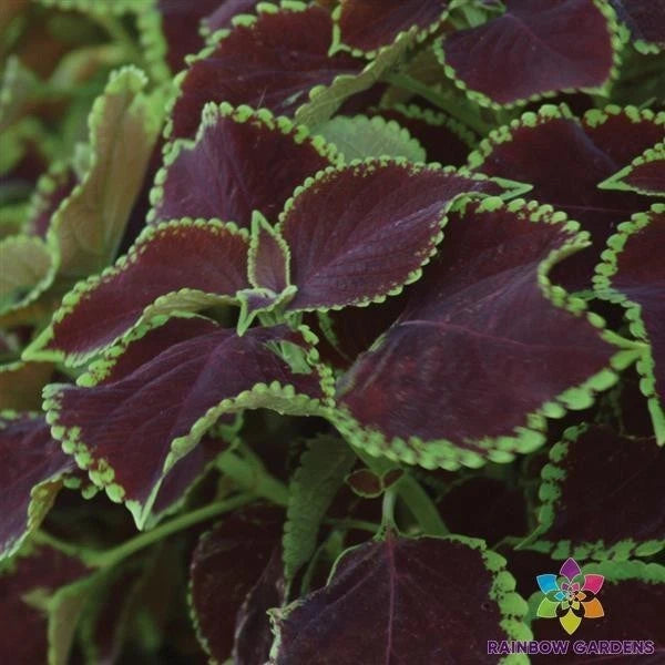 25+ Premium Sun Chocolate Mint Coleus Seeds for Garden - USA - FREE SHIPPING! Garden Plants