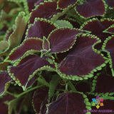 25+ Premium Sun Chocolate Mint Coleus Seeds for Garden - USA - FREE SHIPPING! Garden Plants