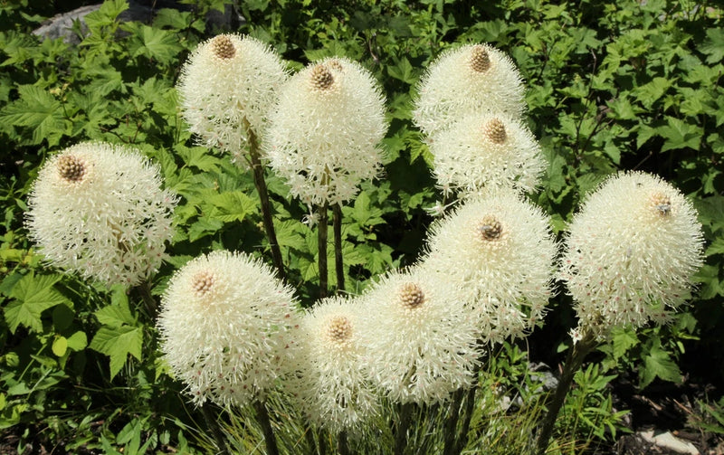 100 BEAR GRASS aka BEAR LILY Beargrass Ornamental Xerophyllum Tenax Flower Seeds Lily
