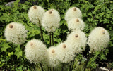 100 BEAR GRASS aka BEAR LILY Beargrass Ornamental Xerophyllum Tenax Flower Seeds Lily
