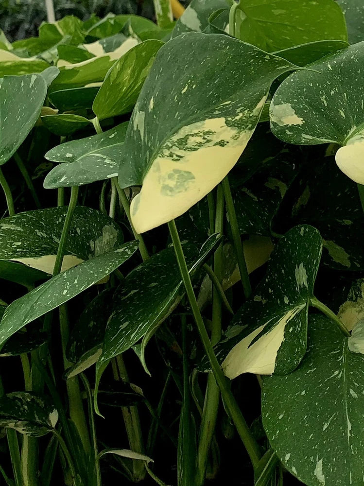 Live Monstera Thai constellation starter plant with variegated green leaves