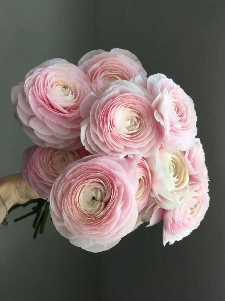 Ranunculus Imported Holland Flower Bulbs For Your Home And Gardening Pack of 3 Ranunculus