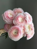 Ranunculus Imported Holland Flower Bulbs For Your Home And Gardening Pack of 3 Ranunculus