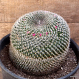 D1625 MAMMILLARIA HANIANA OLD pot24-H16-W17 cm MaMa Cactus Green Plant