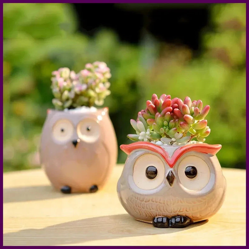 Mini ceramic owl flower pots with colorful succulent plants, for garden or office decor