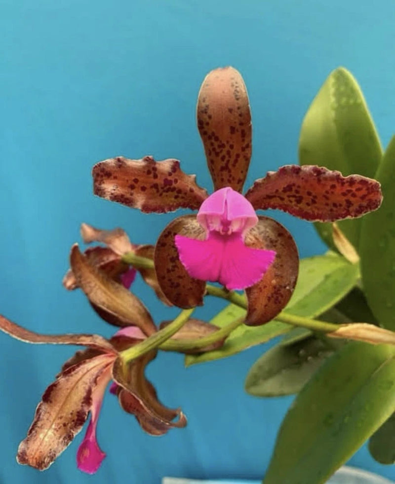 Fragrant pink and brown spotted orchid flower with green leaves on branching stems