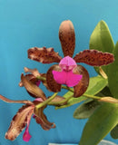 Cattleya tigrina ÔVoodoo QueenÕ X Self Fragrant Pink Purple Orchid Species 4Ó Pt Orchids
