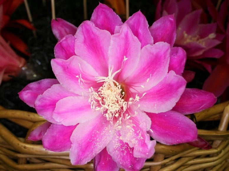 Pink orchid cactus flower with light center and visible stamens
