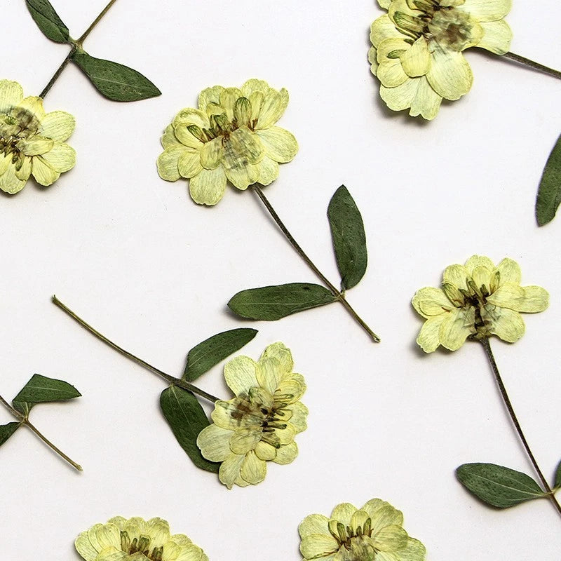 8PCS Real Pressed Dried off white daisy Flower with Leaves and Stem FSS76 Dried Flower