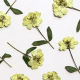 8PCS Real Pressed Dried off white daisy Flower with Leaves and Stem FSS76 Dried Flower
