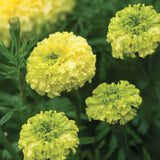 25+ Nosento Limegreen Marigold Seeds for Garden Planting - USA - FREE SHIPPING! Garden Plants