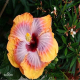 20 SEEDS violet/red/orange HIBISCUS flower exotic garden/house plant USA Seller Garden Plants