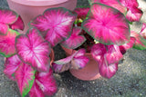 6 Rosebud Caladium Bulbs for Planting - Perennial Hosta, Elephant Ears Lily