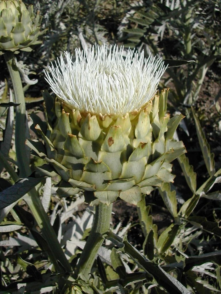 Cardoon ( White) Seeds, Flower Seeds, Cardoon Seeds to plant in your home garden Garden Plants