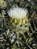Cardoon ( White) Seeds, Flower Seeds, Cardoon Seeds to plant in your home garden Garden Plants
