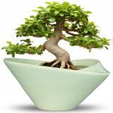 Teagas 13" Ceramic Bonsai Pot - Large Succulent Planter Indoor/Outdoor w/ Draina Orchids
