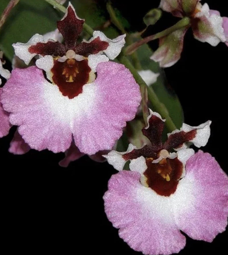 Three Different Tolumnia Equitant Orchid Plant Oncidium 3 Plants IN SPIKE! 0701 Orchids