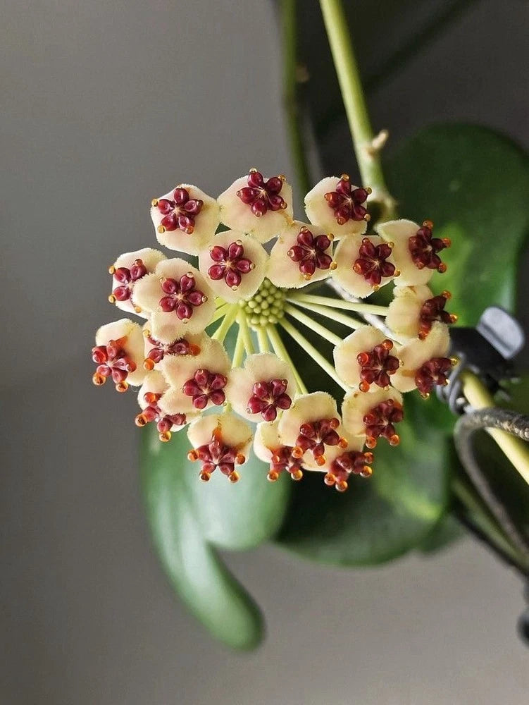 Heart leaf hoya with cream and deep burgundy flower clusters on a heart-shaped leaf