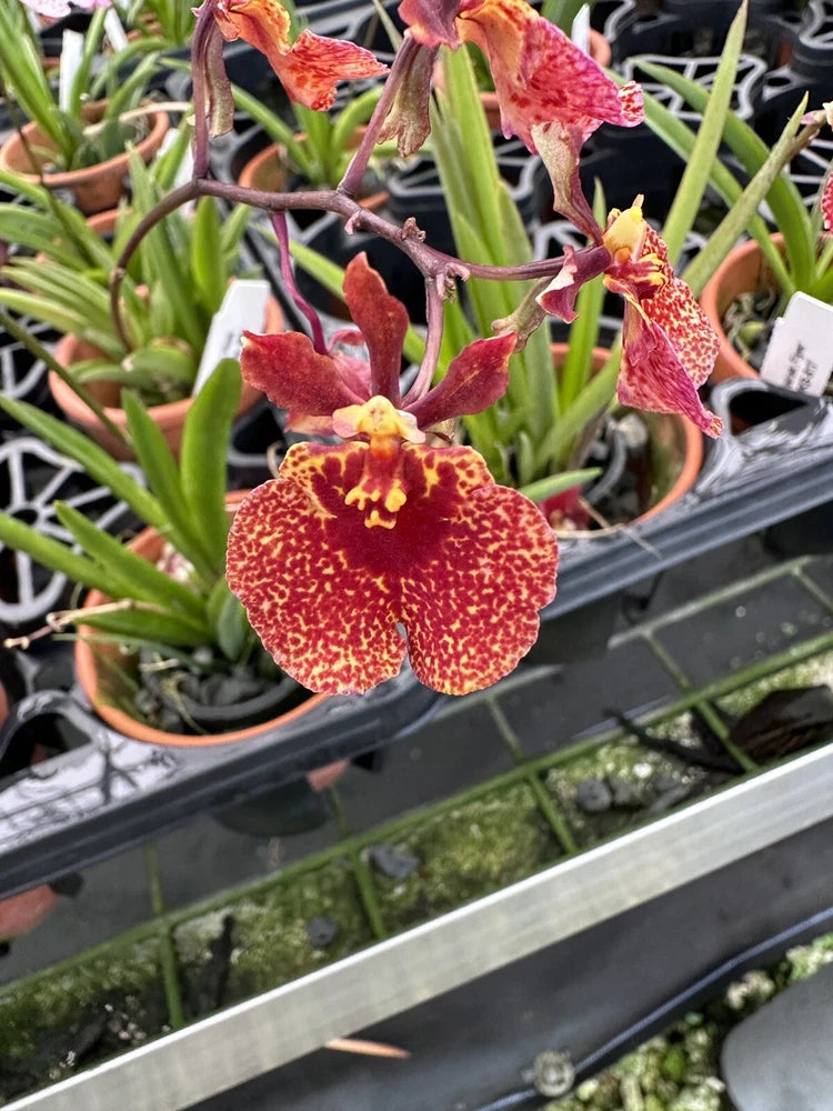 Three Different Tolumnia Equitant Orchid Plant Oncidium 3 Plants NOT IN SPIKE! Orchids