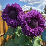50pcs Purple Enchanting Giant Teddy Bear Sunflower Seeds ÐMagical Garden Borders Sunflower