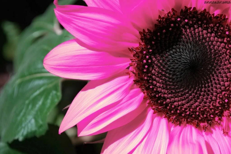 20 Pink Sunflower Seeds Plants Garden Plants bonsai rare flower colorful organic Garden Plants