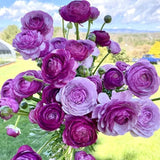 5 Purple Ranunculus Bulbs for Planting Ranunculus