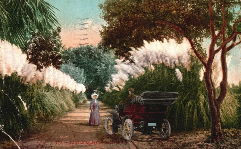 Vintage Postcard 1910 Pampas Grass Cortaderia Selloana In California Artwork Pampas Grass