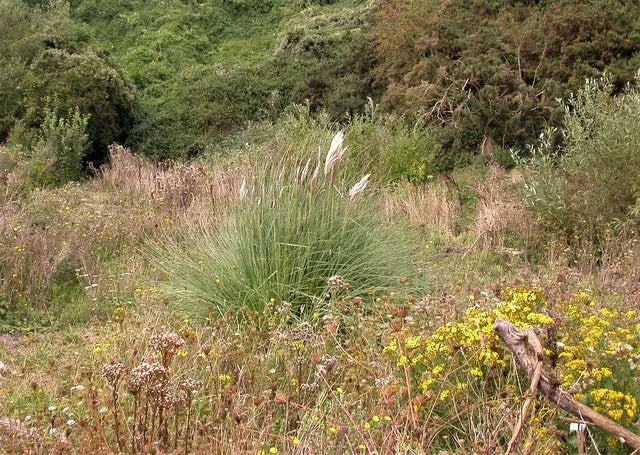 Photo 12x8 Self-sown pampas grass, Lovat Mead West Marina This picture was c2004 Pampas Grass