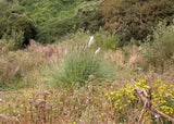 Photo 12x8 Self-sown pampas grass, Lovat Mead West Marina This picture was c2004 Pampas Grass
