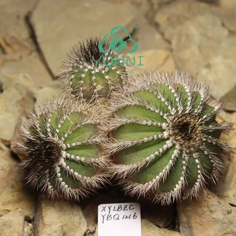 9.1CM Uebelmannia pectiniferÊWYSIWYG  Self Rooted_ Green Plant