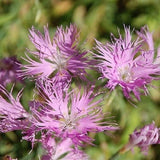 30+  DIANTHUS PURPLE SUPERBUS CARNATION FLOWER SEEDS / PERENNIAL / GREAT GIFT Carnation