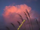 Photo 6x4 Dusk, Easter Monday Carnforth Pampas grass and pink clouds over c2016 Pampas Grass