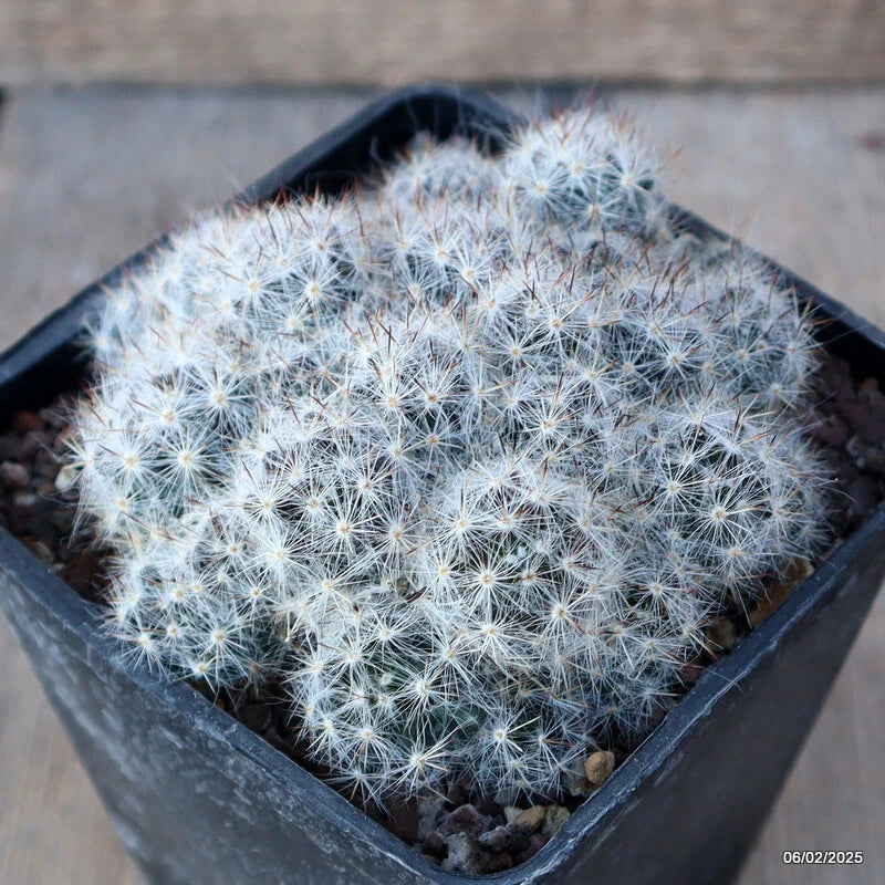Mammillaria prolifera cactus in black square pot, dense white spines over green flesh