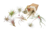 Set of 10 Tillandsia Air Plants in Color, Blush & Bud Pack - Easy Care Green Plant
