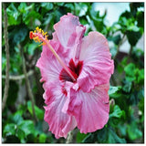 20 SEEDS Fuchsia Pink HIBISCUS flower exotic garden/house plant USA Seller Garden Plants