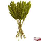 35" Dried Pampas Grass Natural Foliage Bouquet Long Stems Indoor Decor Plant New Pampas Grass