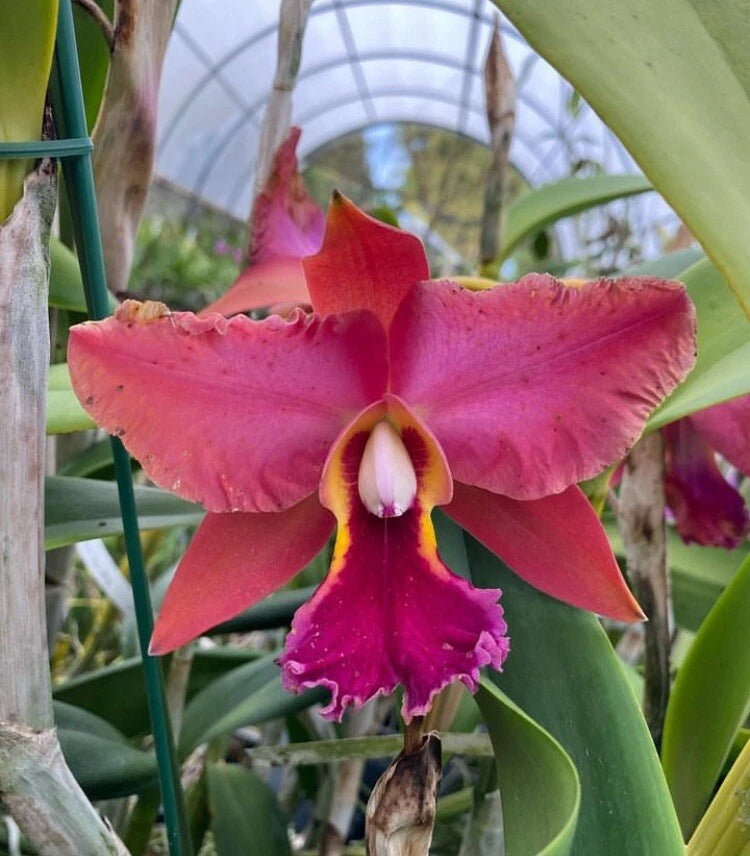 Pink and purple orchid flower with ruffled petals and frilled center
