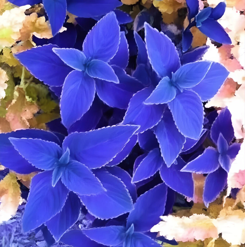 25+ Blue Coleus Seeds Ð Rare Blue Foliage Ð Easy-to-Grow Ornamental for Garden Flowering Plants