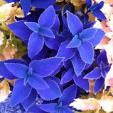 25+ Blue Coleus Seeds Ð Rare Blue Foliage Ð Easy-to-Grow Ornamental for Garden Flowering Plants