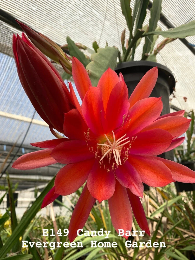 Blooming orchid cactus in 4-inch starter pot, vibrant red-orange flowers